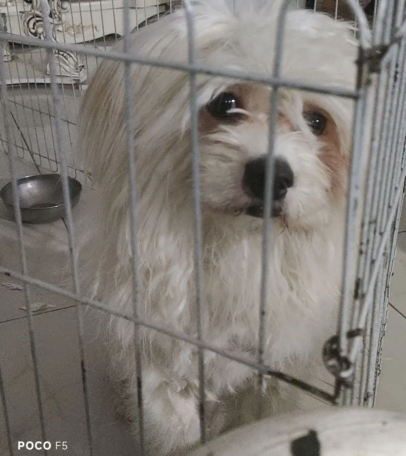 توله ۹ماهه پامرکراس|سگ|بومهن, |دیوار