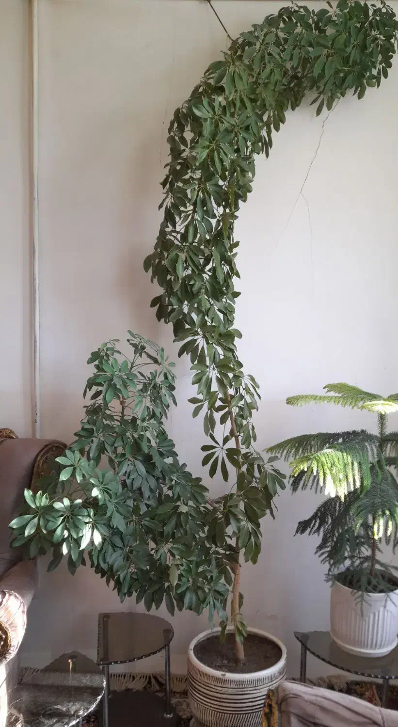 گل طبیعی|گل و گیاه طبیعی|چناران, |دیوار