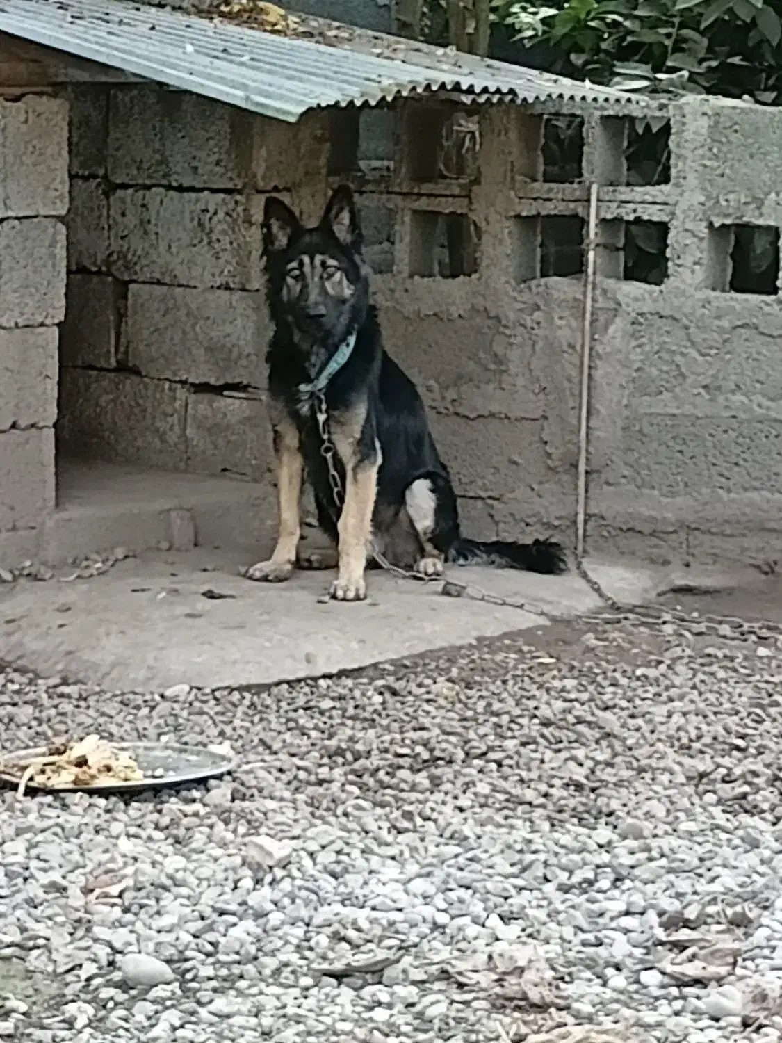 ژرمن موبلند|سگ|رشت, حومه رشت|دیوار