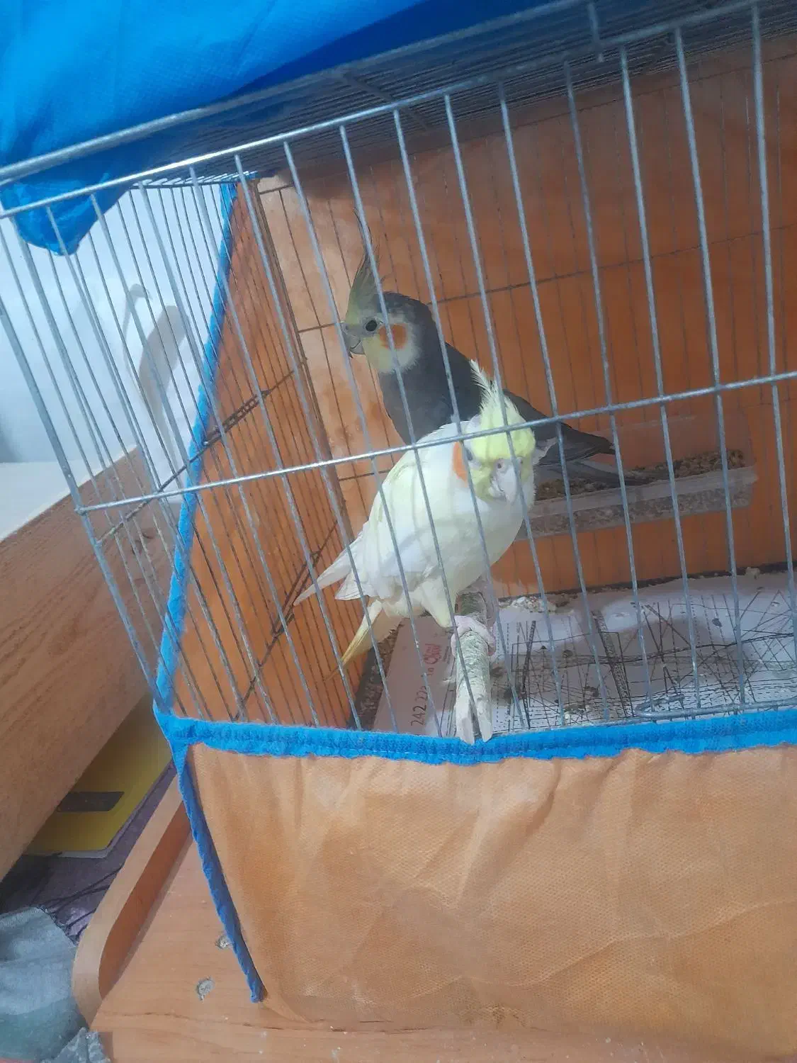 عروس هلندی بالغ جوجه داده|پرنده|رشت, حمیدیان|دیوار