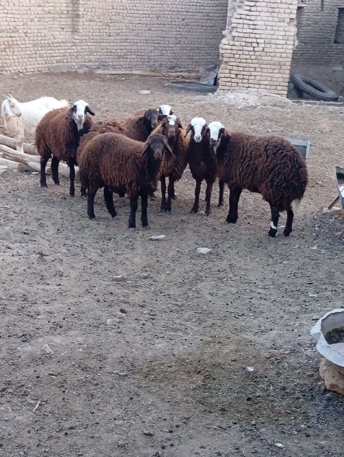 بره ماده|حیوانات مزرعه|تربتحیدریه, بالا ولایت|دیوار