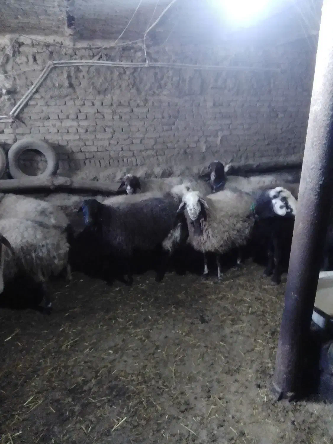 گوسفندابستن|حیوانات مزرعه|بلبان آباد, |دیوار