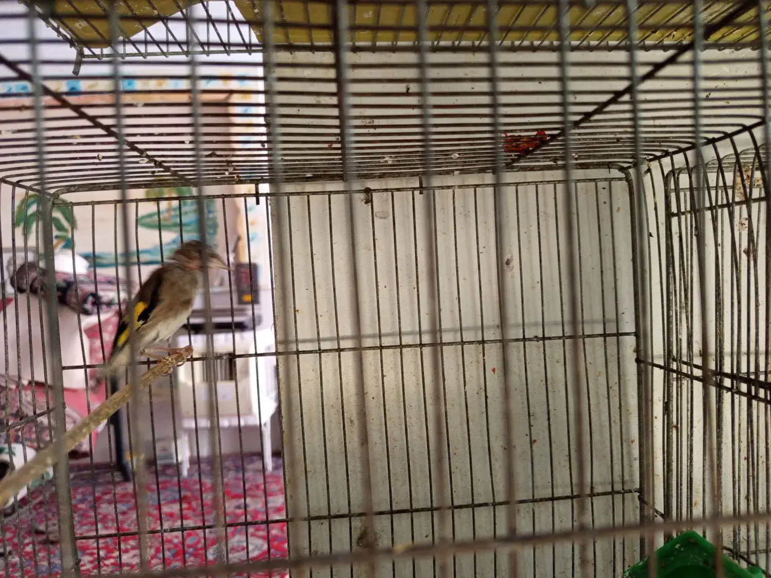 قناری نر و ماده|پرنده|ابهر, |دیوار