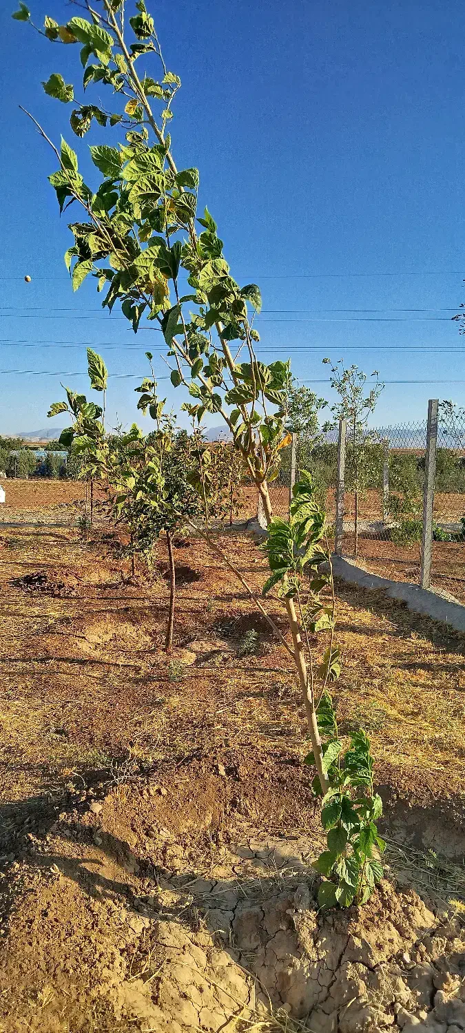 باغ ۱۰۰۰ متری جاده بیستون|فروش زمین و ملک کلنگی|کرمانشاه, |دیوار