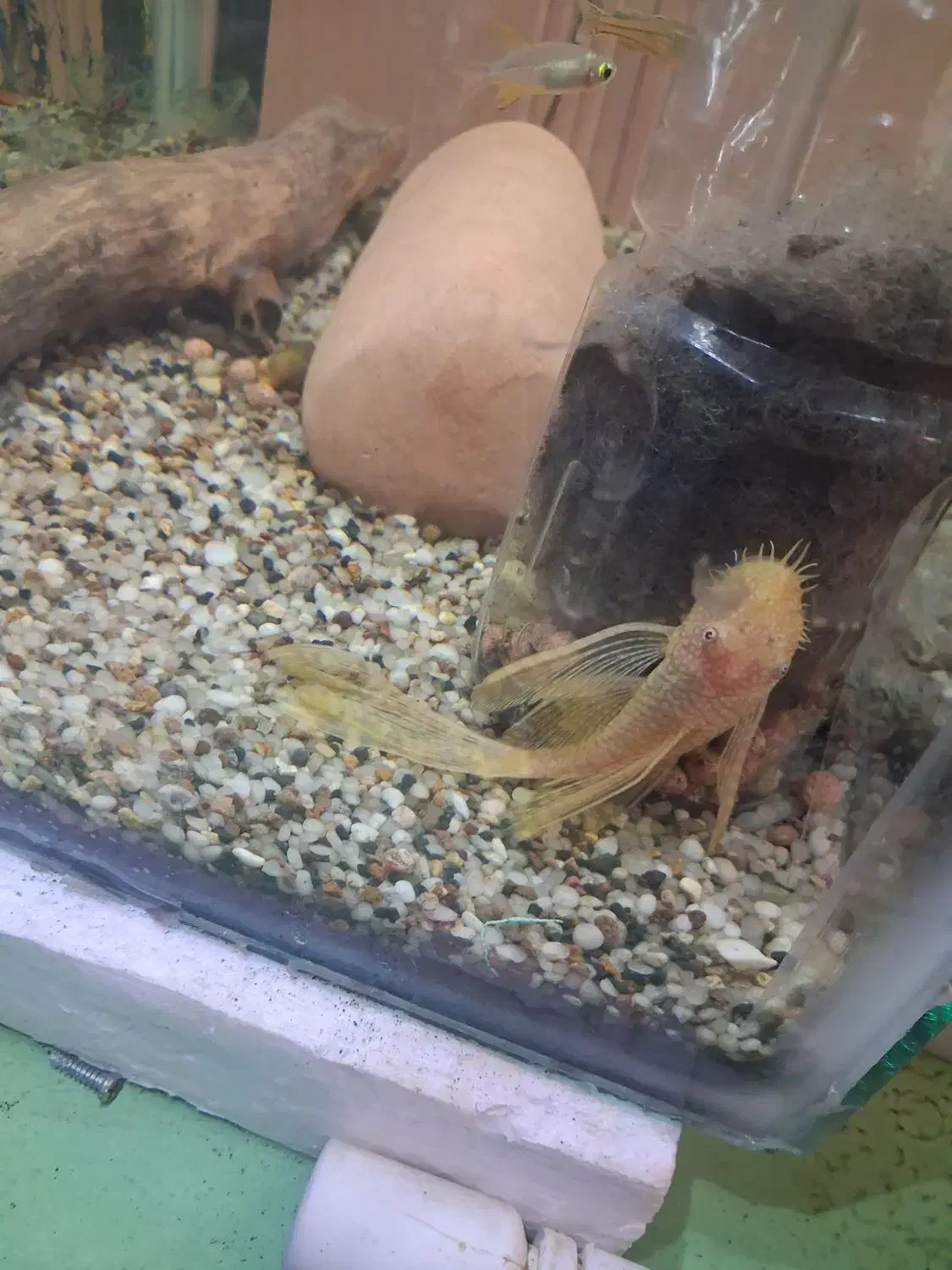 ماهی کت فیش، انواع انوبیاس، ماهی های مخصوص پلنت|ماهی|تبریز, |دیوار