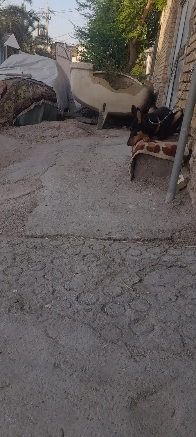 سگ نگهبان|سگ|آبادان, |دیوار