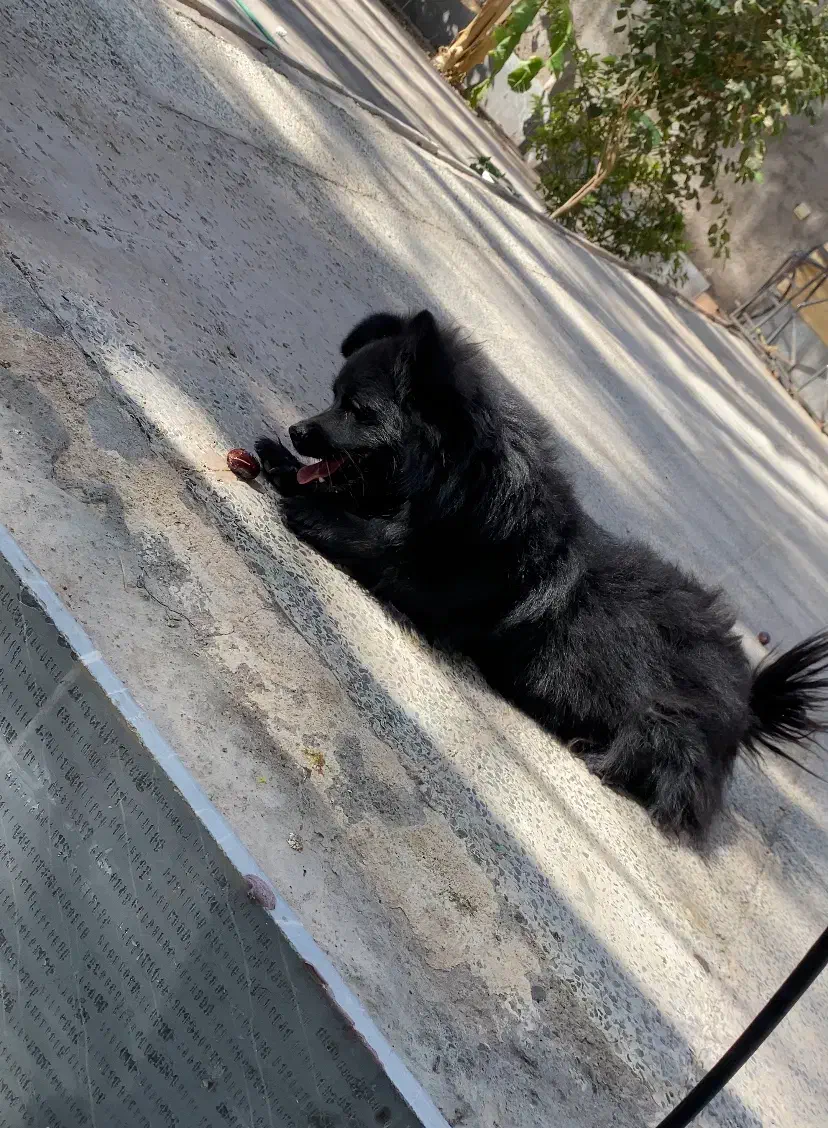 سگ پامر|سگ|بم, |دیوار