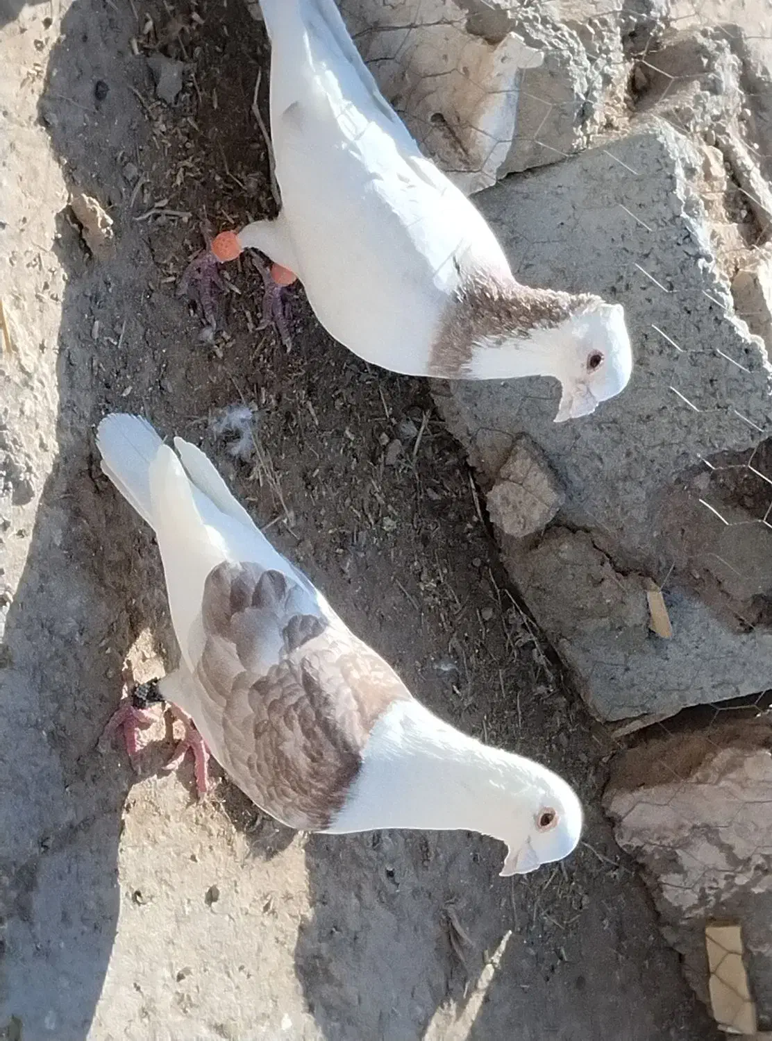 پرنده|پرنده|قائن, |دیوار