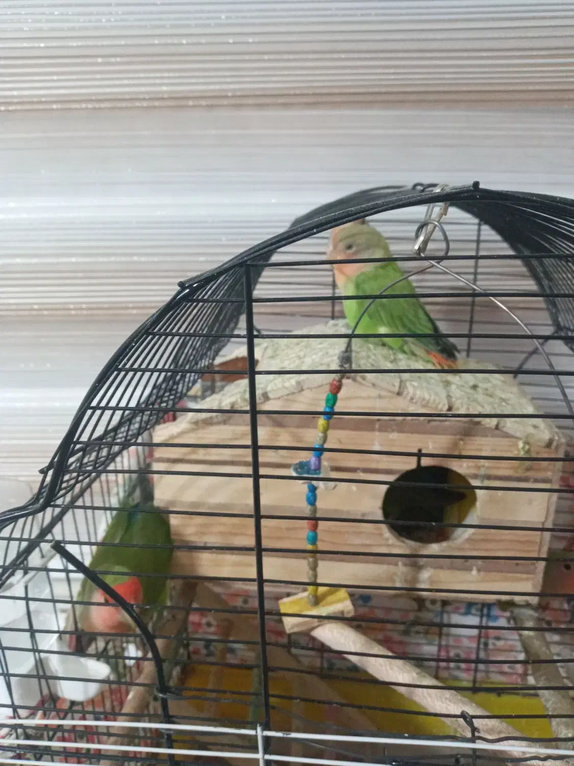 یک جفت طوطی برزیلی مولد  با ۵تا جوجه|پرنده|پاکدشت, پاکدشت (مامازند)|دیوار