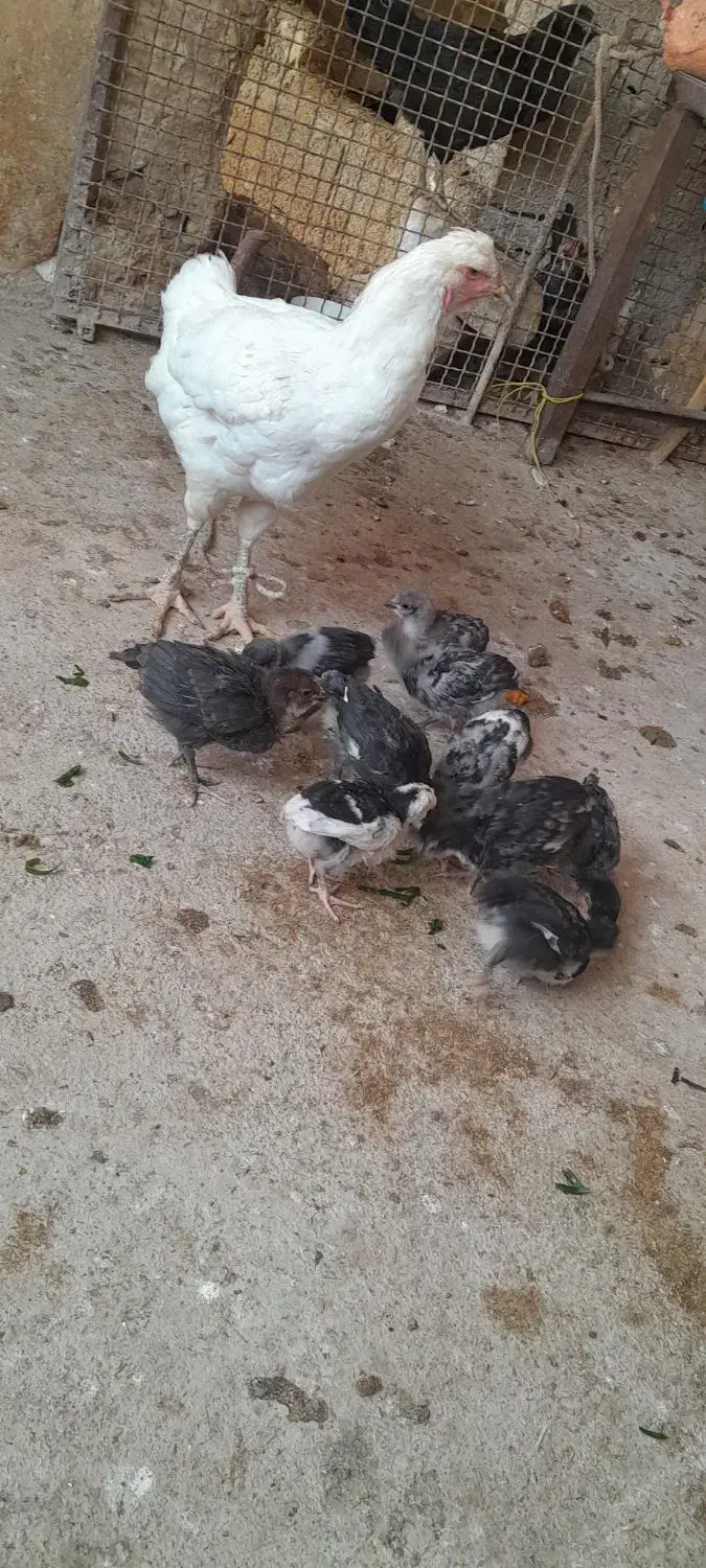 جوجه گلین|حیوانات مزرعه|کوه چنار, |دیوار