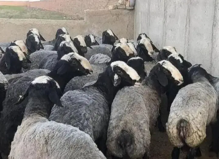 فروش گوسفند زنده مرغوب و چاق|حیوانات مزرعه|قم, بلوار امین و ساحلی|دیوار