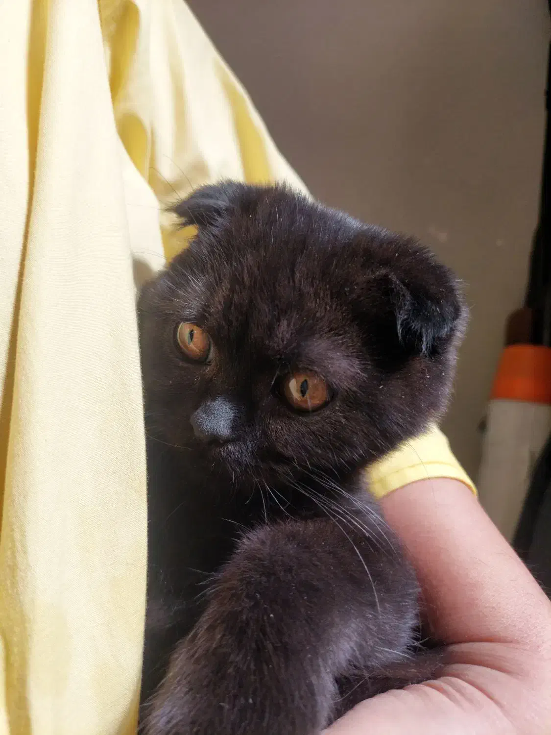 گربه اسکاتیش|گربه|کرمانشاه, |دیوار