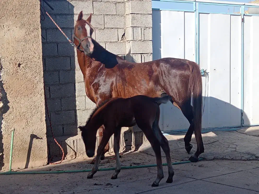 اسب مادیان|اسب و تجهیزات اسب‌سواری|شیراز, سلطان آباد|دیوار