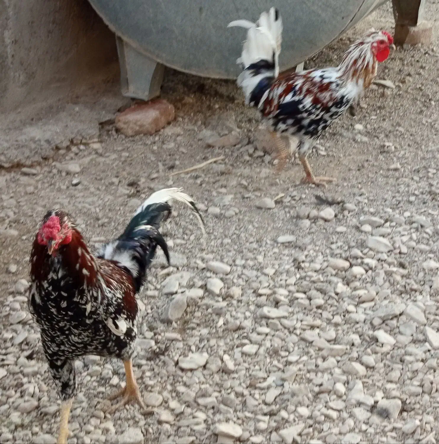 فروش تعدادی مرغ و خروس کردی بوقلمون کردی|حیوانات مزرعه|گیلان غرب, |دیوار