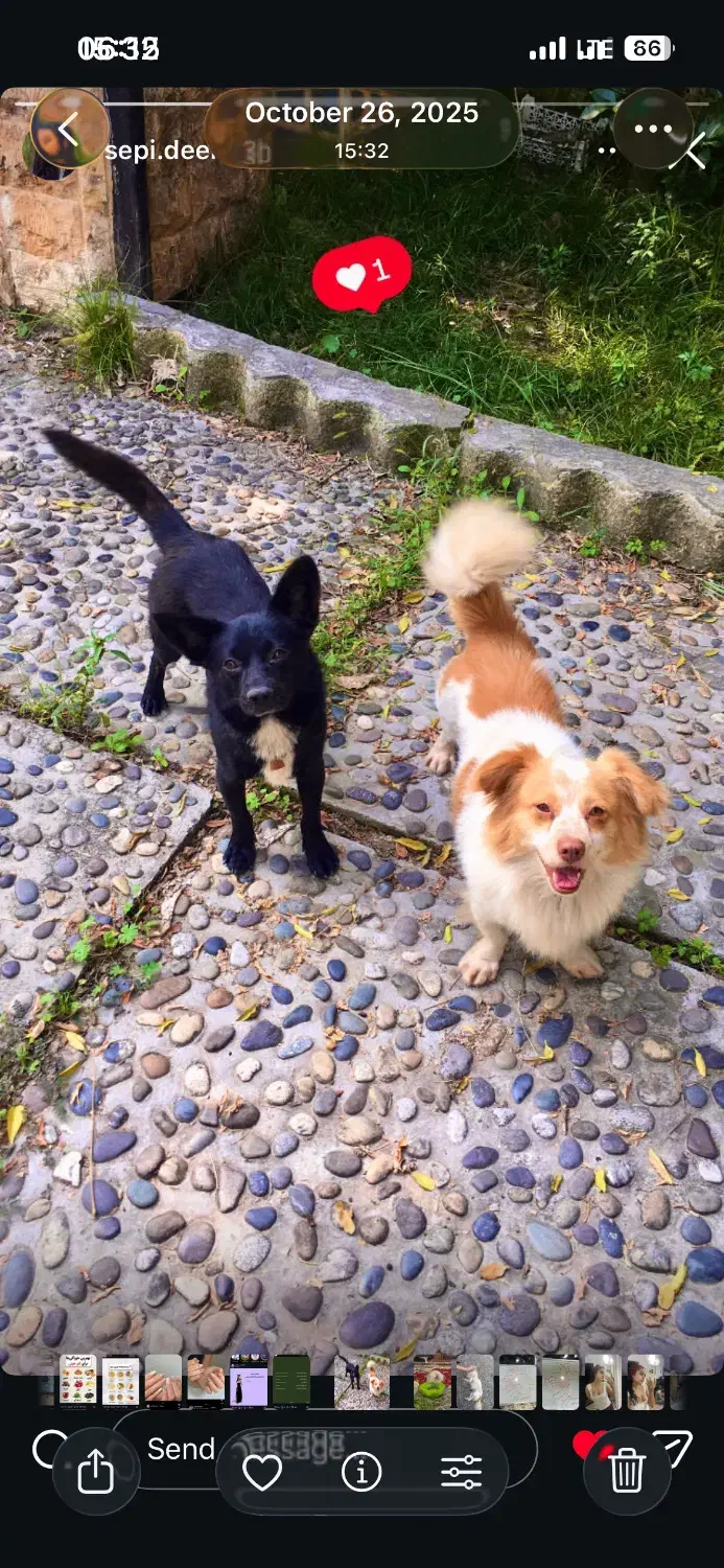 سگ پاکوتاه گمشده|حیوانات|ایزدشهر, |دیوار