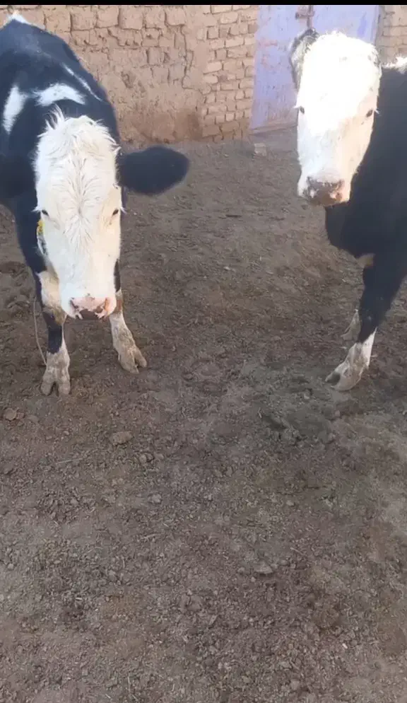 گوساله ماده|حیوانات مزرعه|سجاس رود, |دیوار