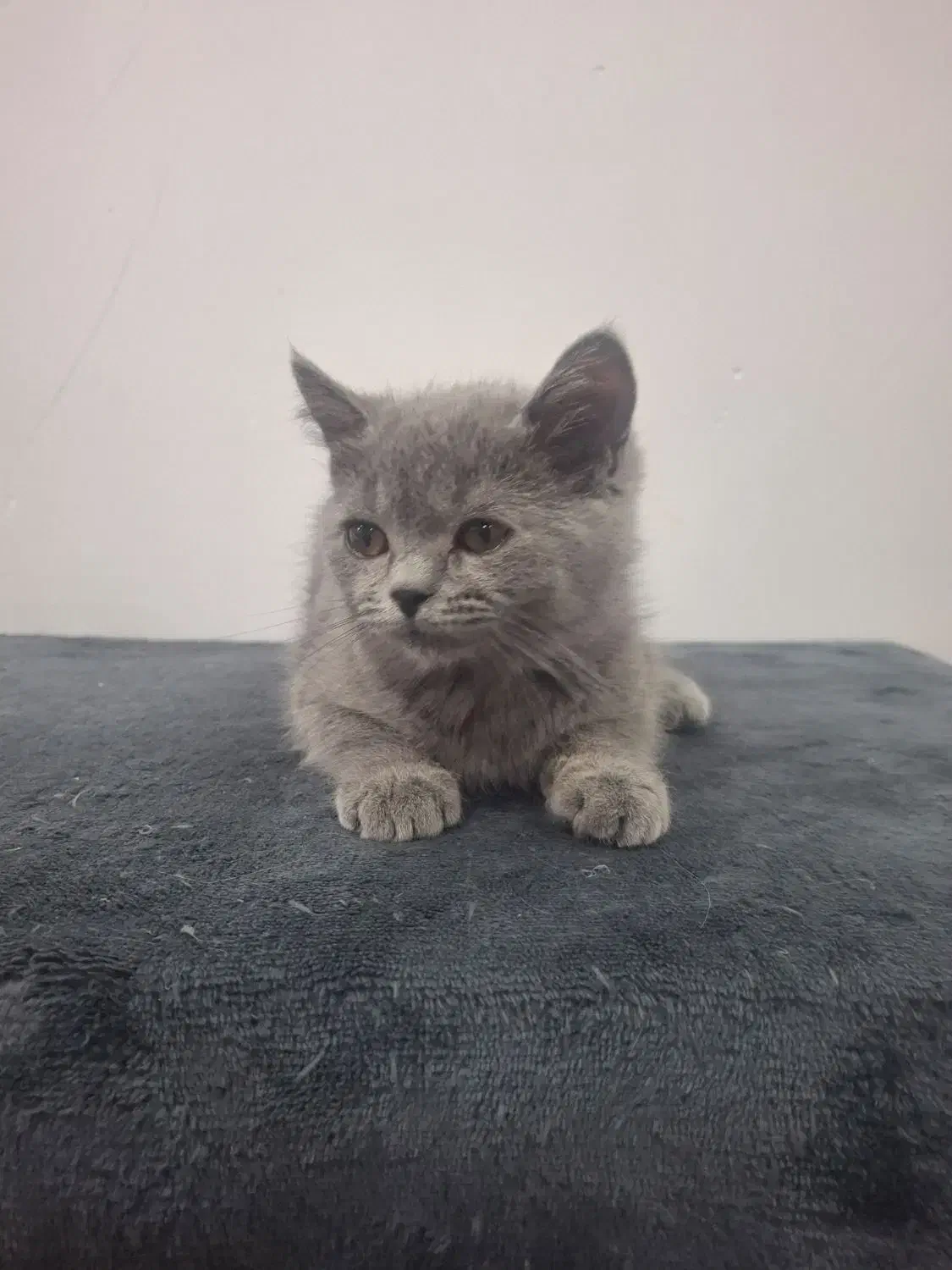 فروش گربه|گربه|میبد, |دیوار