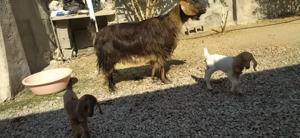 بز دو قلو زا|حیوانات مزرعه|چرام, |دیوار