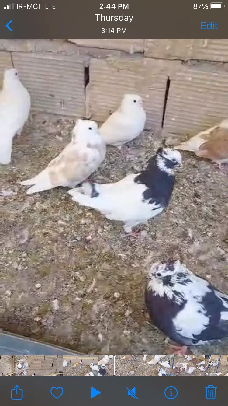 کبوتر|پرنده|تهران, تهرانپارس شرقی|دیوار