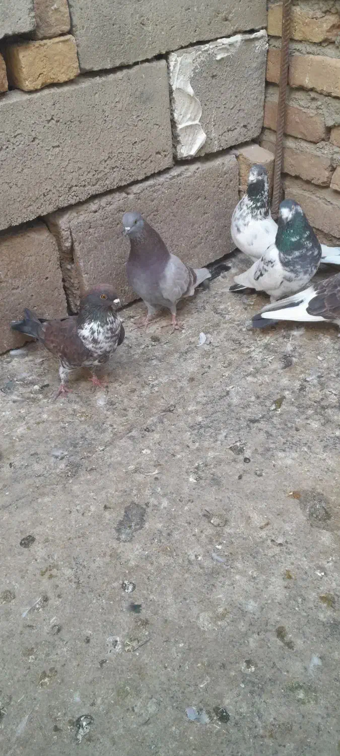 کفتر|پرنده|مشگین شهر, |دیوار