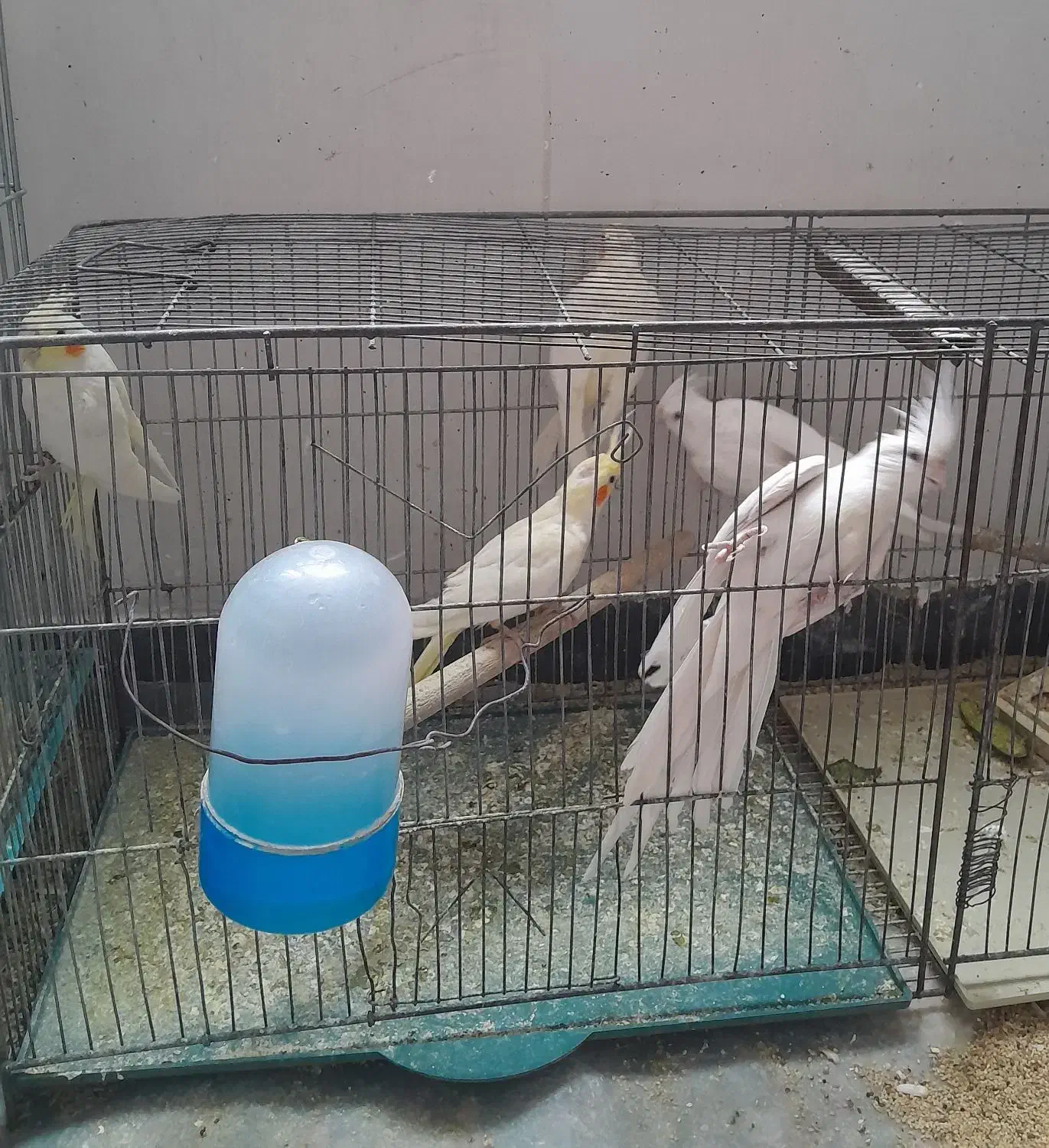 عروس هلندی|پرنده|مهریز, |دیوار