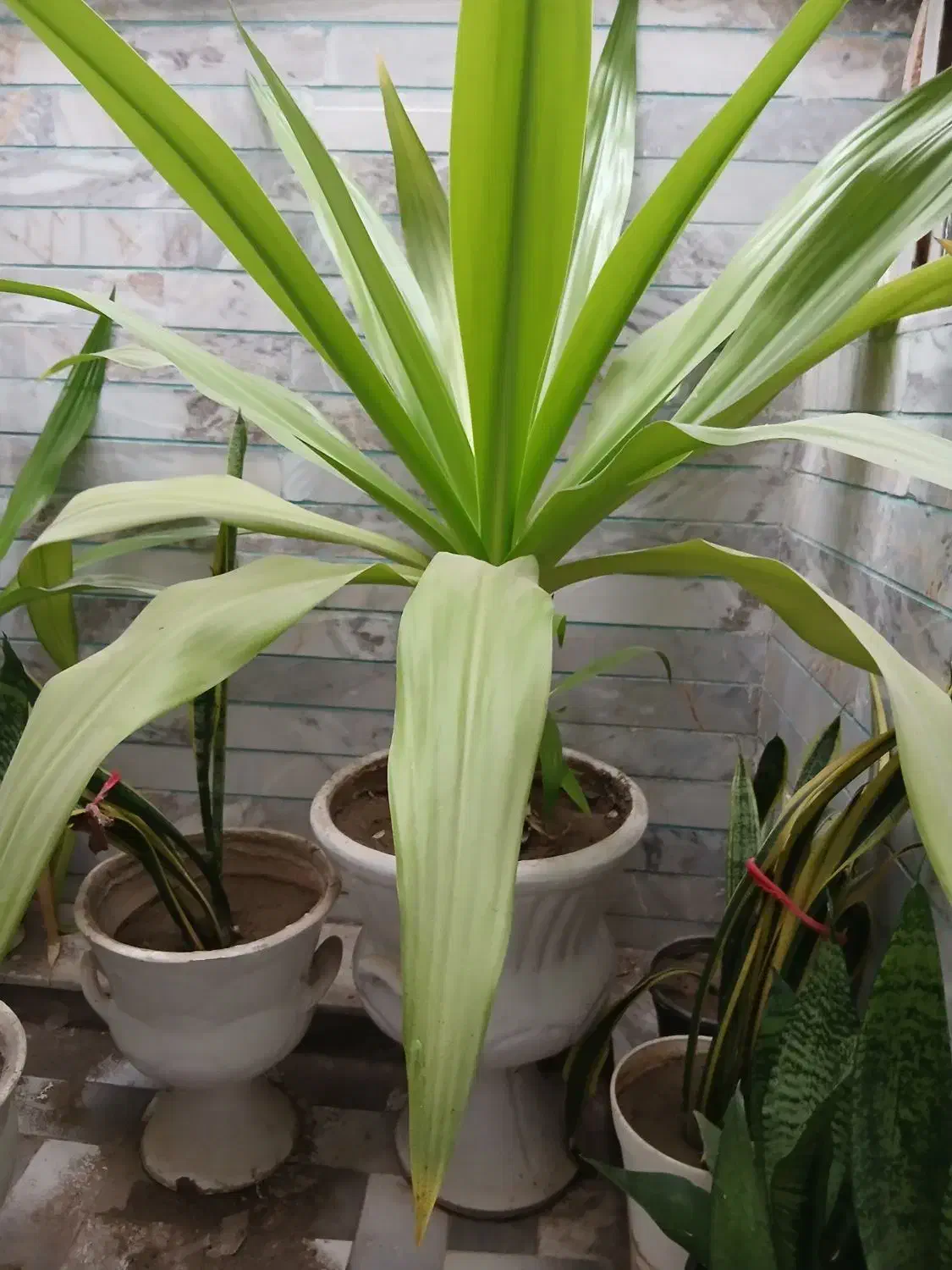 گل موزی|گل و گیاه طبیعی|زرند, |دیوار