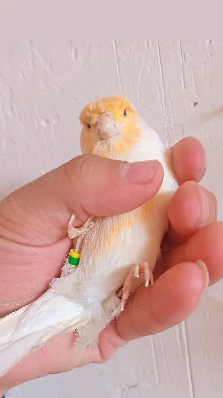 قناری|پرنده|نقده, |دیوار