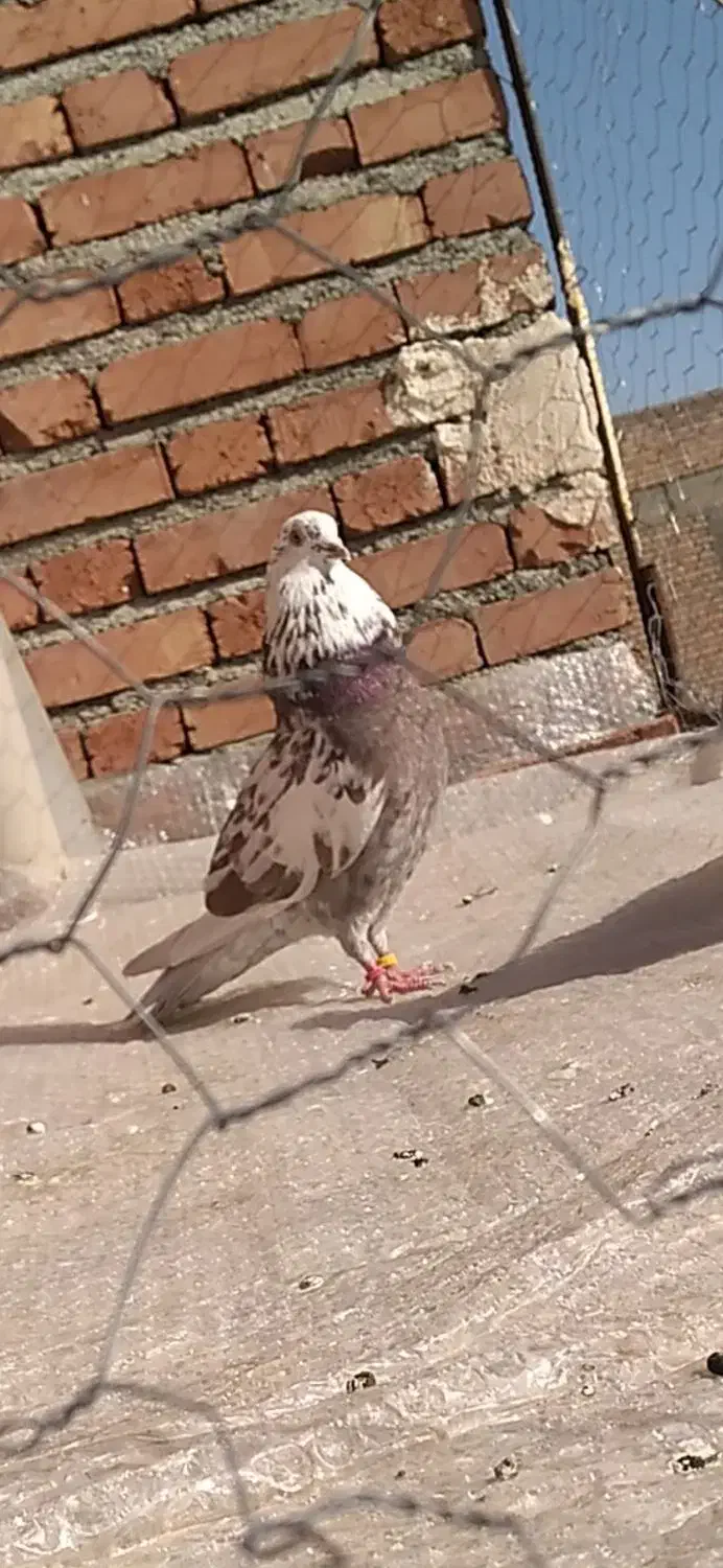 کبوتر نر|پرنده|نقده, |دیوار