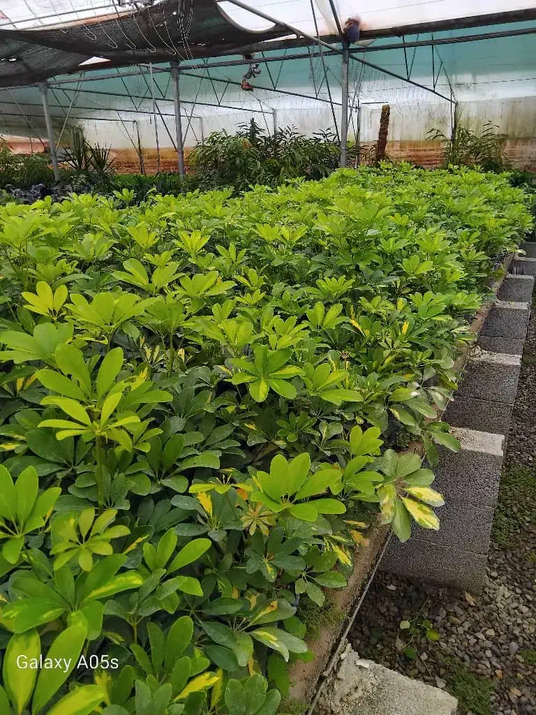 اجاره گلخانه فعال ۱۰۰۰متری در زمین ۲۷۰۰متری|اجارهٔ دفتر صنعتی، کشاورزی، تجاری|خرمآباد (تنکابن), |دیوار