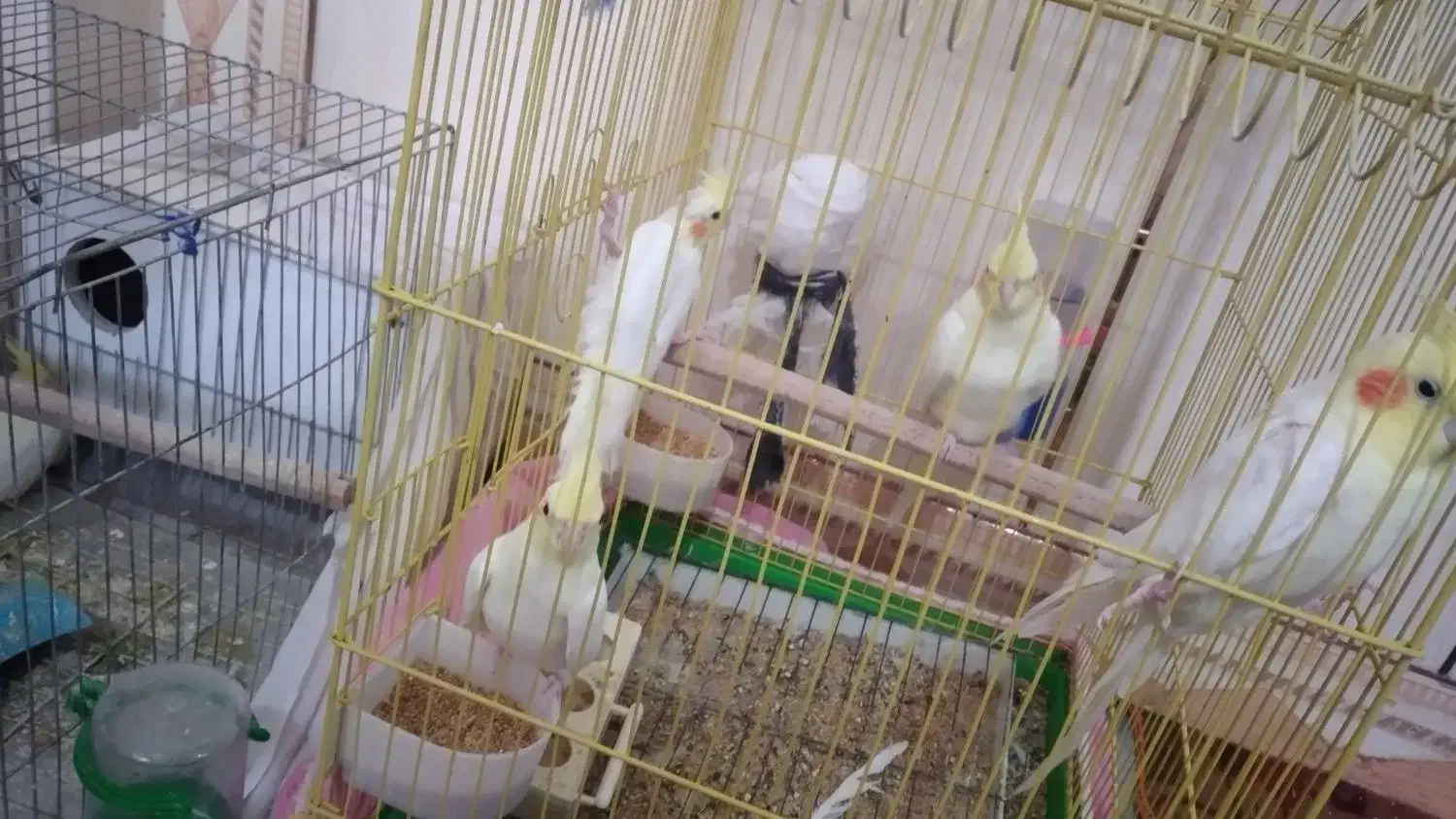 عروس هلندی|پرنده|هامون, |دیوار