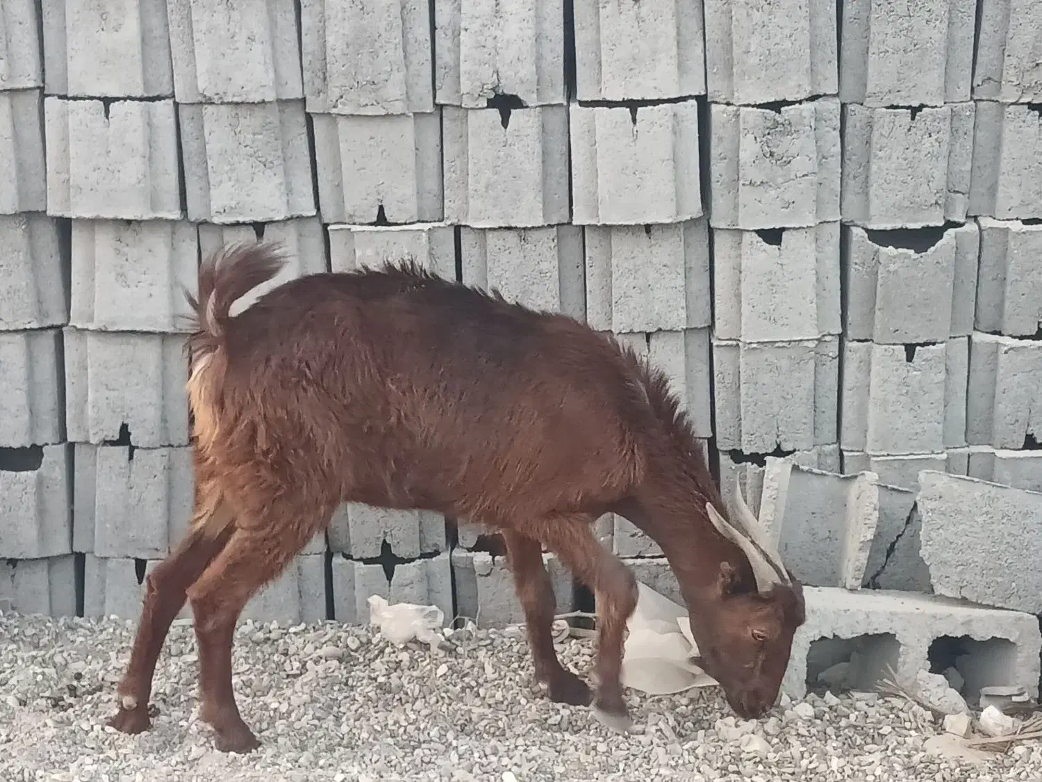 فروش گوسفند محلی|حیوانات مزرعه|رودخانه, |دیوار