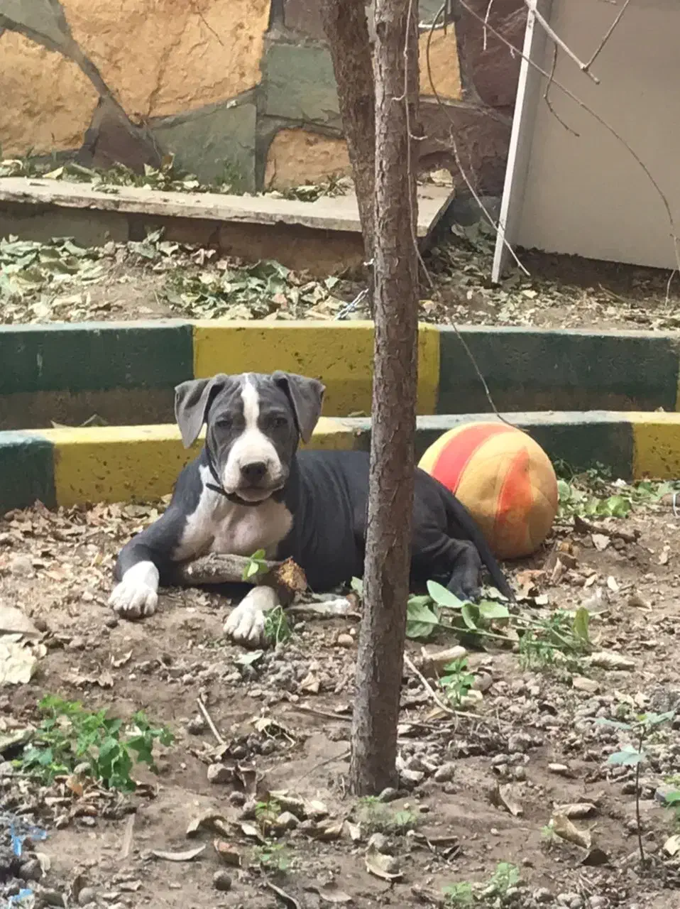 سگ امریکن بولی اصل|سگ|هشتگرد, فاز ۱ مهستان|دیوار