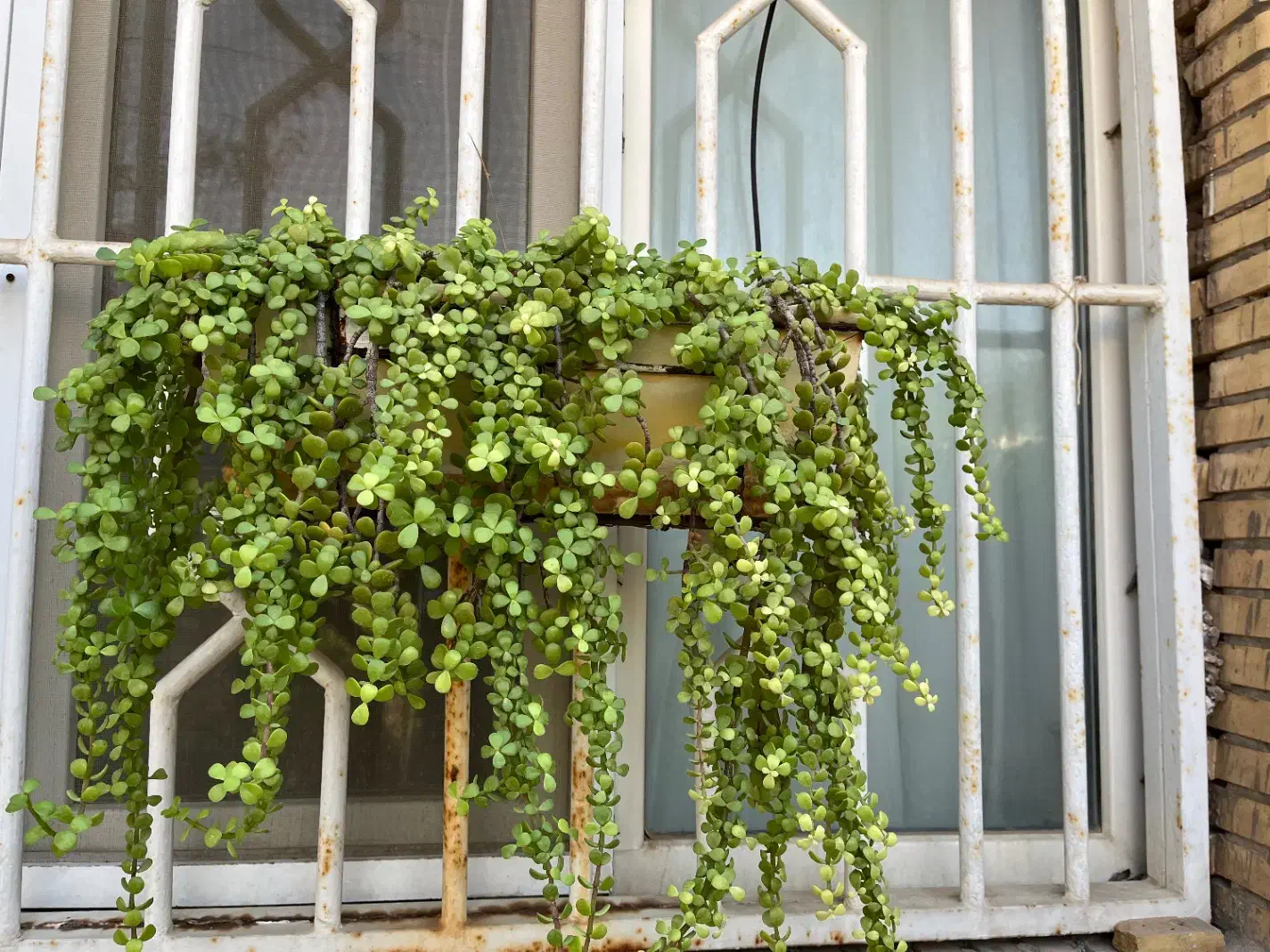 گلدان اویز|گل و گیاه طبیعی|بندر ماهشهر, |دیوار