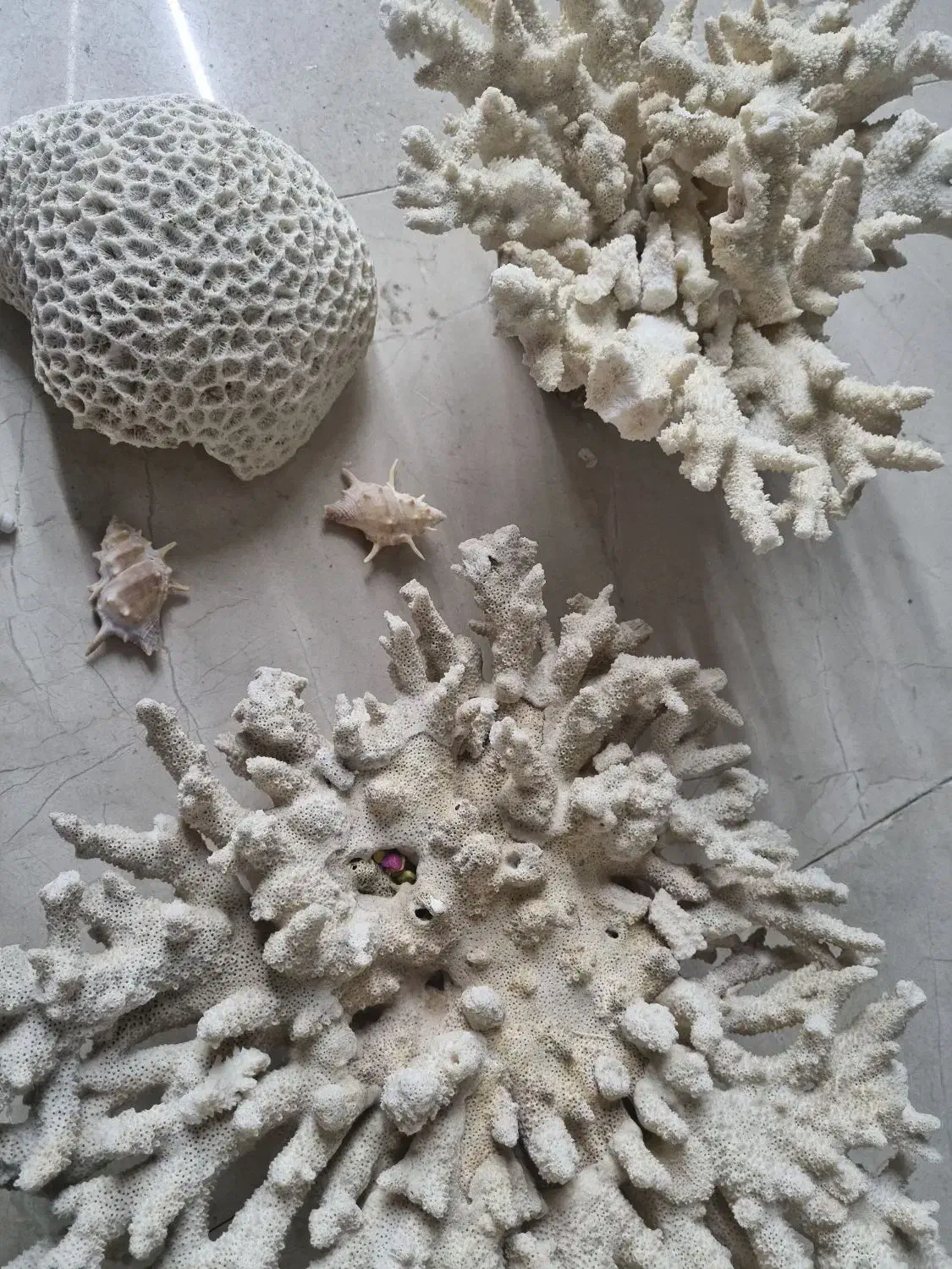 مرجان دریایی تنپ کوچک/ زیبا|ماهی|شیراز, شهرک فرزانگان|دیوار