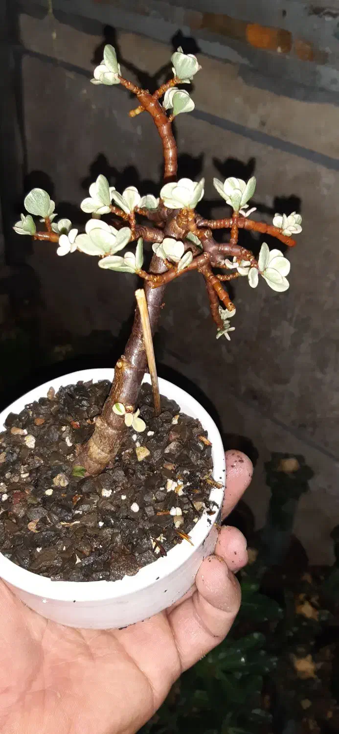 بن سای خرفه ای|گل و گیاه طبیعی|اردبیل, |دیوار