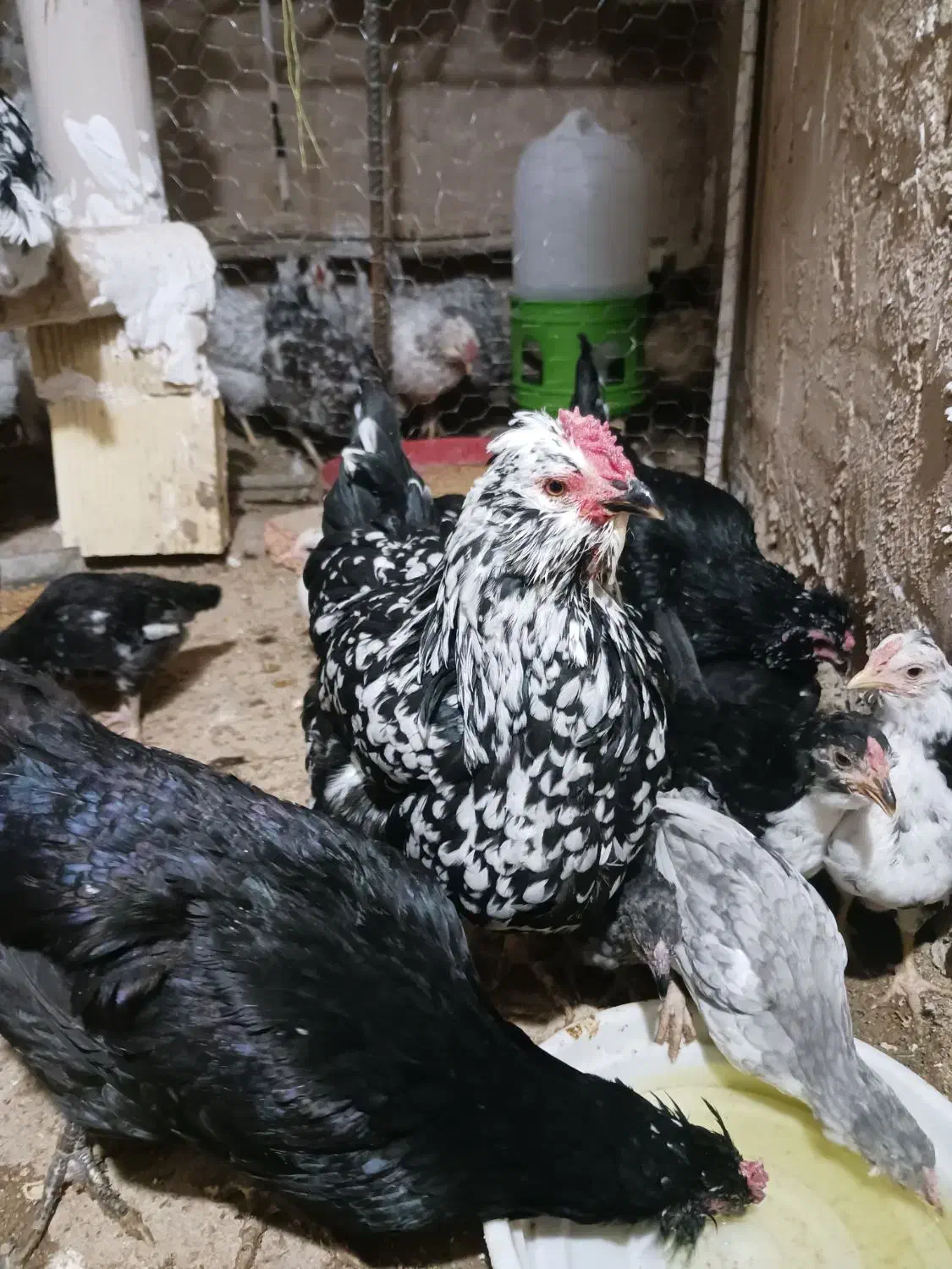 تخم مرغ گلین خال سوزنی و طوسی|حیوانات مزرعه|فرخ‌شهر, |دیوار