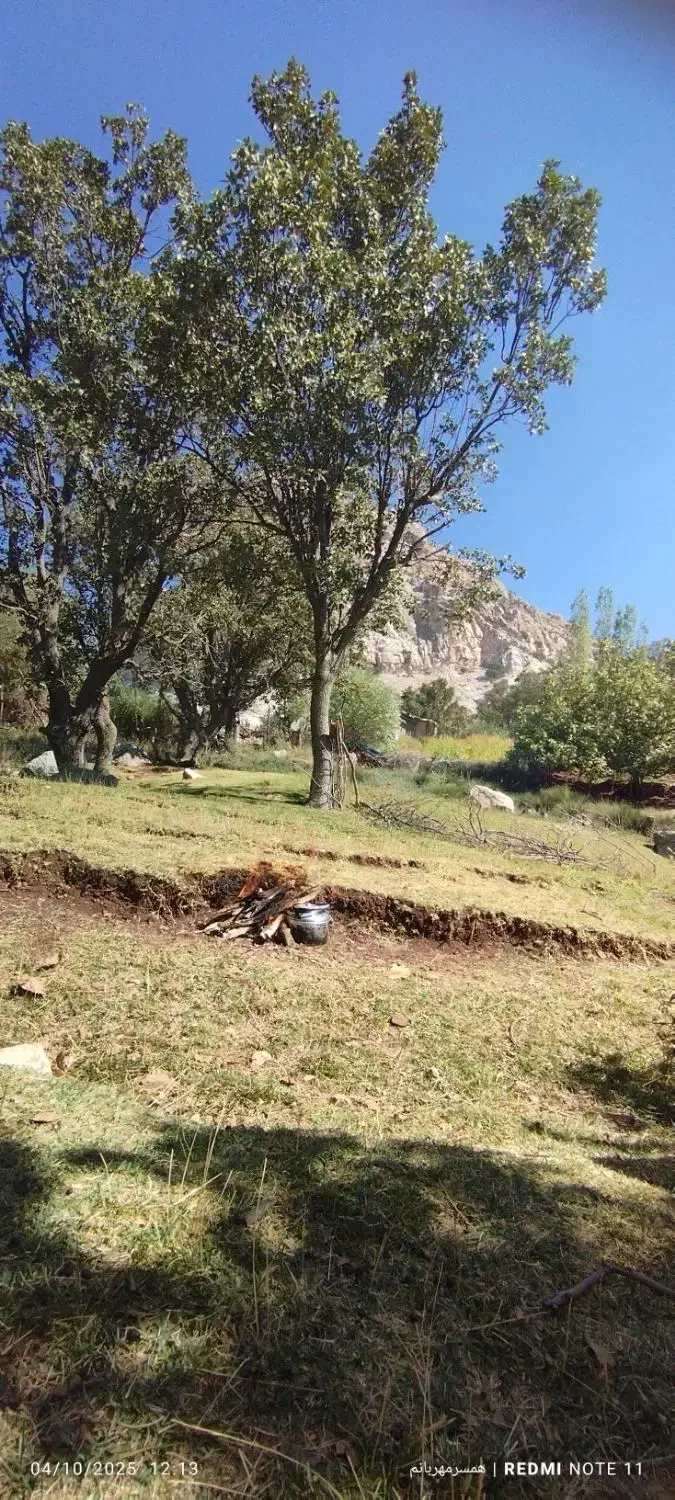 کار با اره برقی از تک درخت تا چند هکتار یا هرص|خدمات باغبانی و درختکاری|دورود, |دیوار