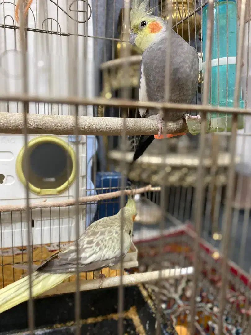 یک عدد مینا ویک جفت عروس هلندی|پرنده|قرچک, داوود آباد|دیوار