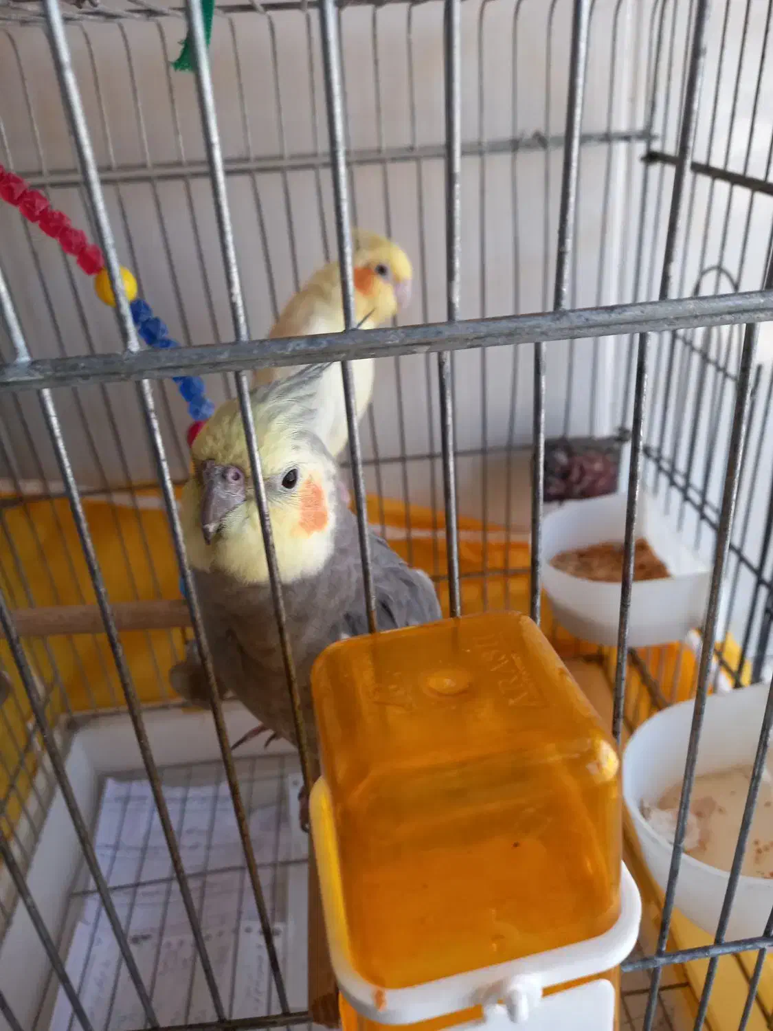 یک جفت عروس هلندی|پرنده|سردرود, |دیوار