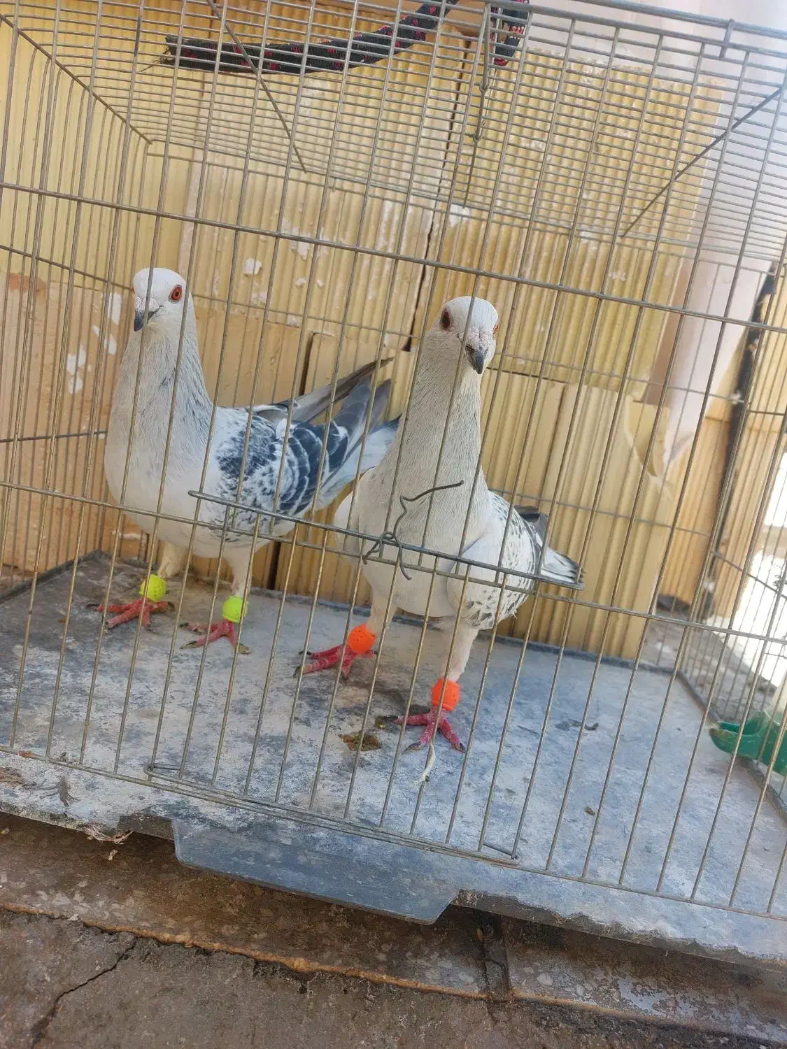 شامی.پولکی.|حیوانات|سبزوار, ولیعصر (نجار آباد)|دیوار