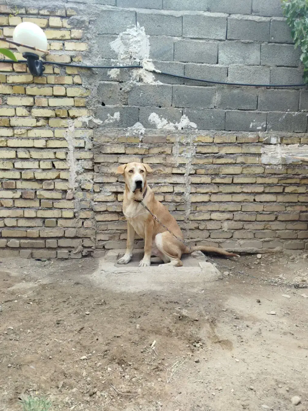 توله عراقی نر|سگ|زنجان, |دیوار