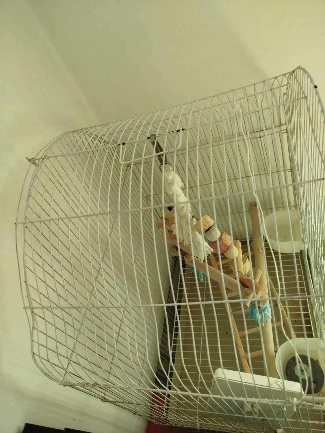 قفس|لوازم جانبی حیوانات|فردیس, فردیس|دیوار