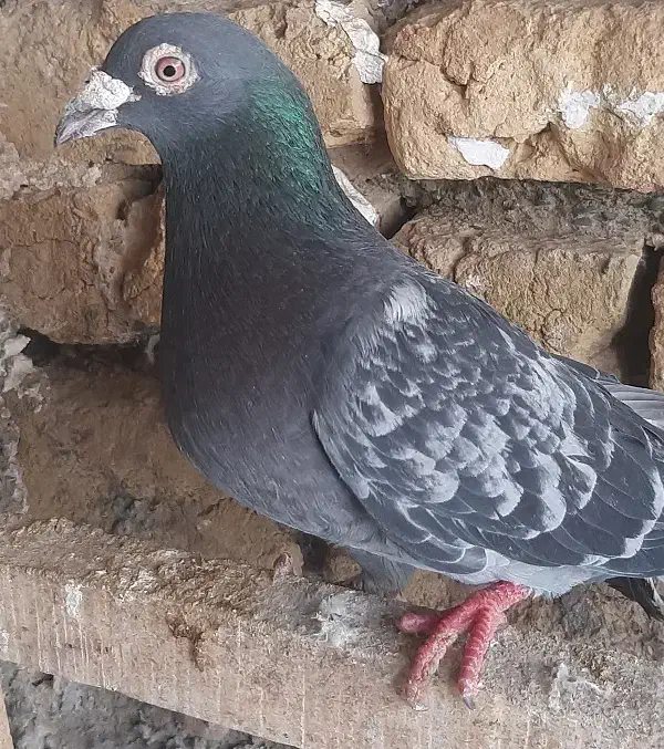 جفت پولکی|حیوانات مزرعه|چناران, |دیوار