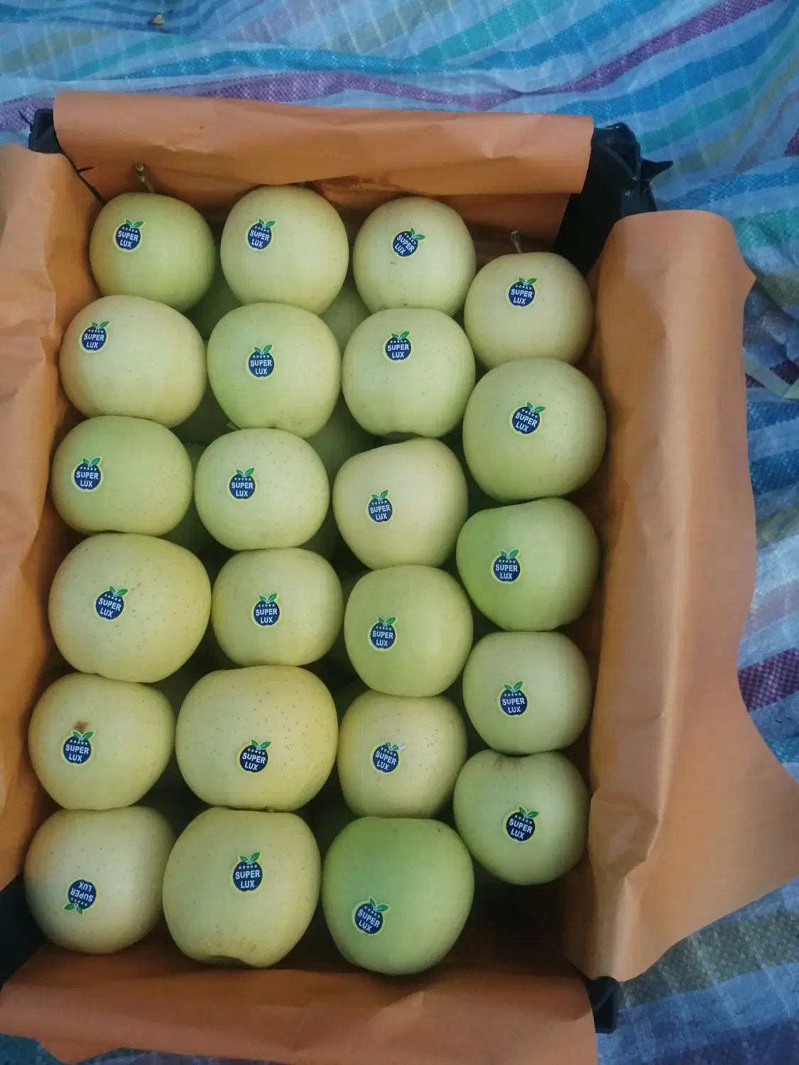 سیب زرد و قرمز|عمده‌فروشی|مشگین شهر, |دیوار