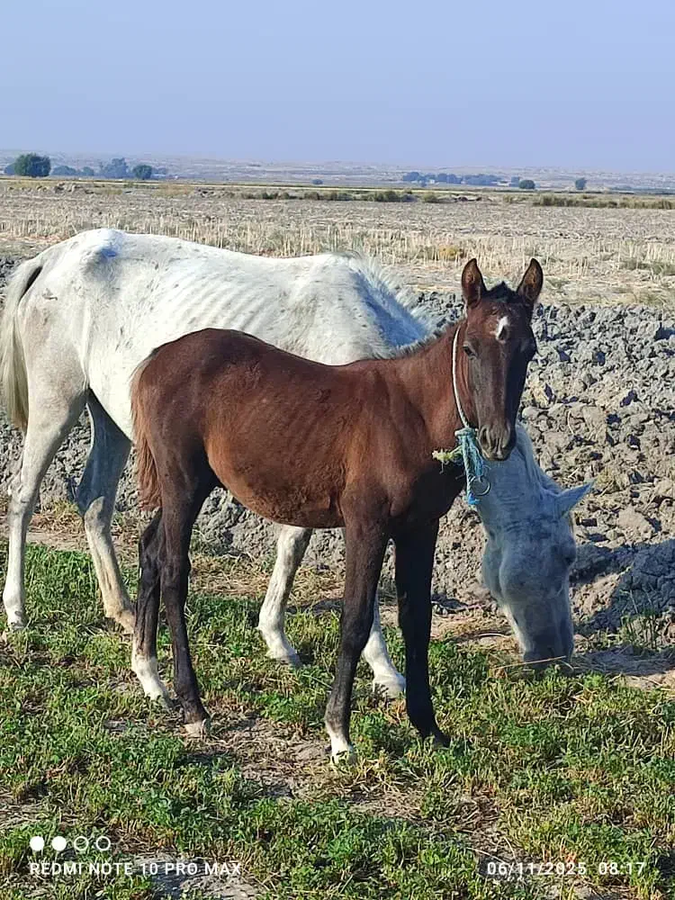 کره نریون|اسب و تجهیزات اسب‌سواری|رامهرمز, |دیوار