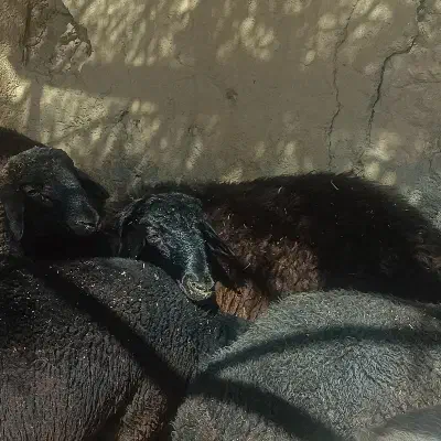 بره ماده|حیوانات مزرعه|خنجین, |دیوار