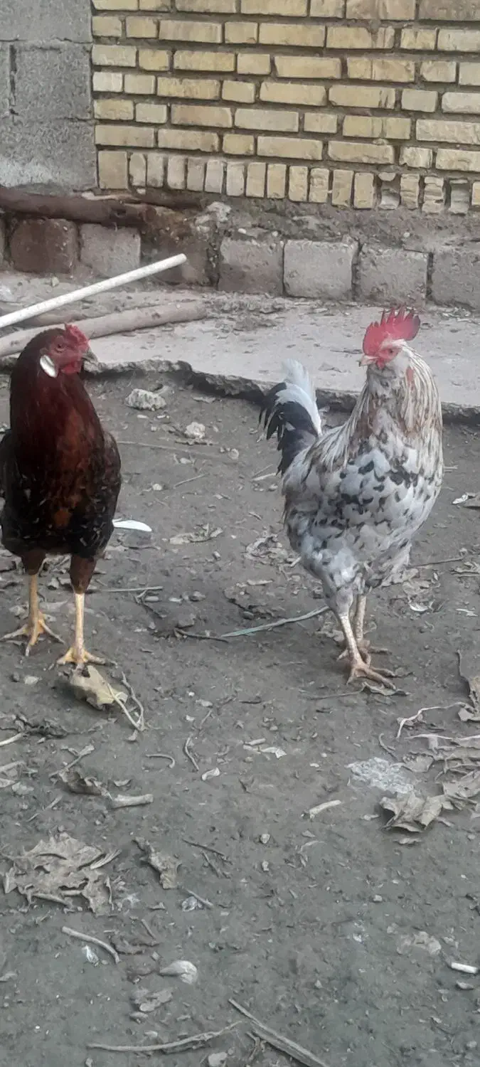 فروش خروس گلین|حیوانات مزرعه|گتوند, |دیوار