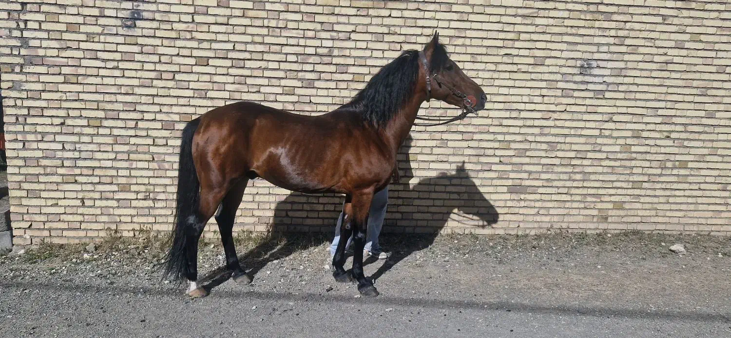 عرب کرد|اسب و تجهیزات اسب‌سواری|بیجار, |دیوار