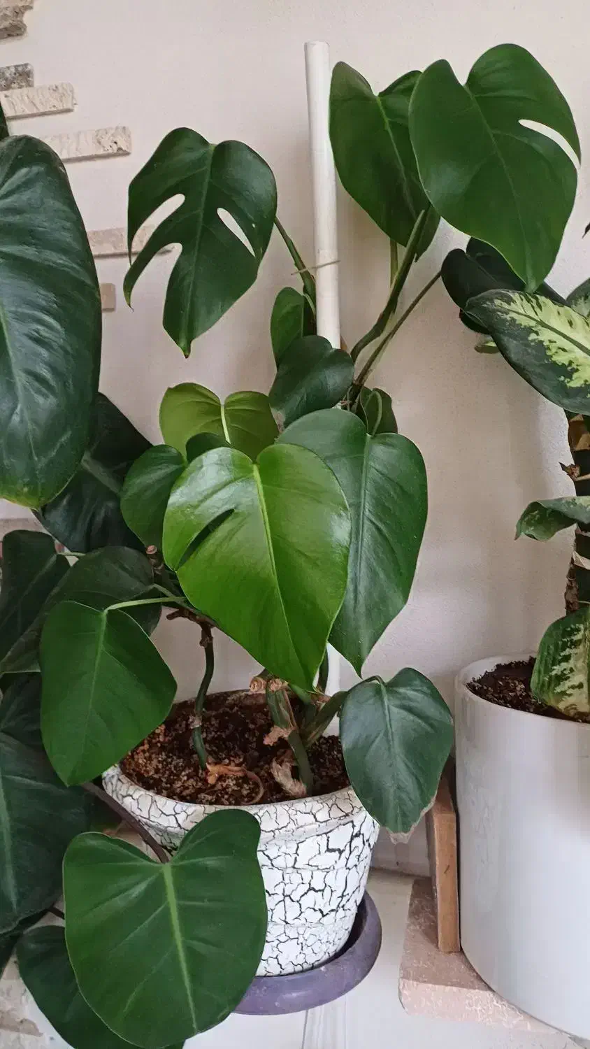 گل فروشی|گل و گیاه طبیعی|نیشابور, مازول|دیوار