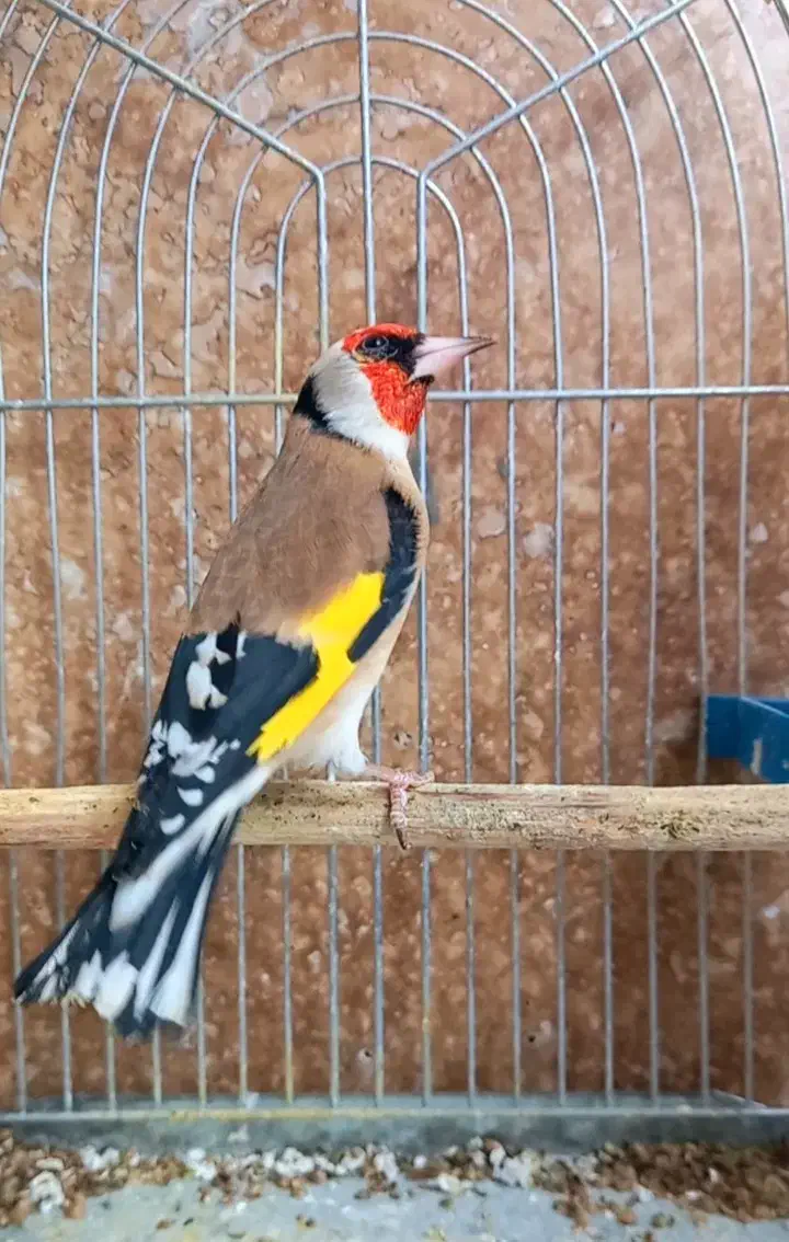 ۱۰ عدد سهره جفتی کت باز کن|پرنده|بروجرد, |دیوار